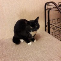 Найден котик, окрас черно-белый