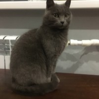 Найдена кошка, окрас дымчатый