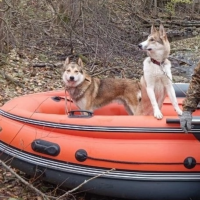 Потеряно:  собаки
