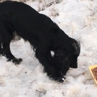 Найдена собака и щенки