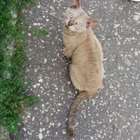 Найден кот, породы девон-рекс