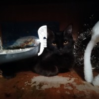 Потерялась кошка, окрас черный