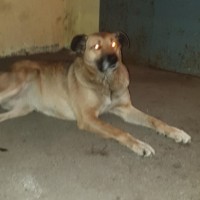 Найдена собака, окрас светло-коричневый