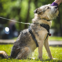 Отдам в добрые руки: ис терьера