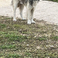 Потеряно:  собаку со́баку