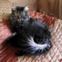 Пропала кот, сибирская порода, окрас серо-черный, пушистая