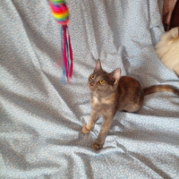 Отдам в добрые руки:  варежку