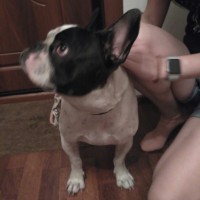 Найден пес, порода французский бульдог, окрас черно-белый