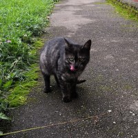 Найден кот, окрас черно-серый