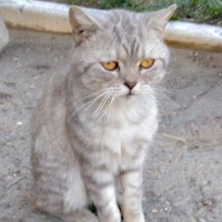Найден котик, порода британская, окрас серо-белый