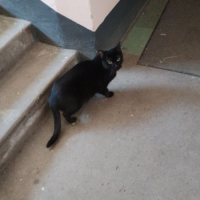 Найдено:  кот кошка кошка кот