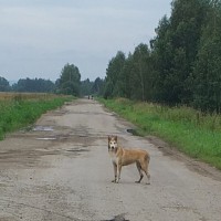 Найдена собака\пес, окрас рыже-белый