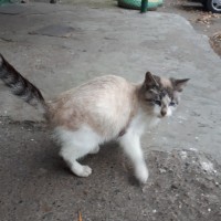 Найден котенок, окрас рыже-белый с серыми пятнашками