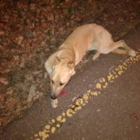 Найдена собака, окрас бежевый, без лапы
