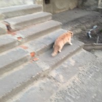 Найден кот, окрас персиковый