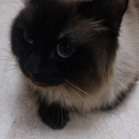 Найден кот, окрас сиамский