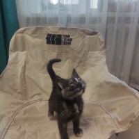 Ищу добрые руки