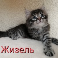 В добрые руки, котята