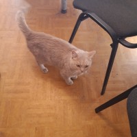 Найдена кошка, окрас персиковый