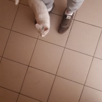 Найден кот\кошка, окрас белый