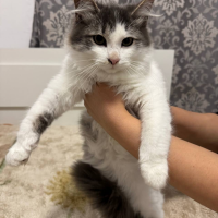 Отдам в добрые руки:  котик