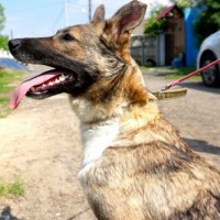 В добрые руки, собака, окрас трехцветный