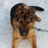 Потерян пес, немецкая овчарка, окрас черно-коричневый