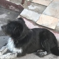 Найден пёс, окрас черно-белый