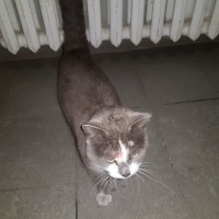 Найден кот, окрас дымчатый с белыми пятнами
