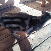 Найдена кошка, окрас серый с рисунком