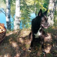 Потерялся Друг