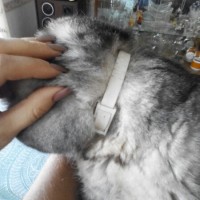Найдена кошка, окрас светло-серый, с ошейником