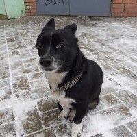 Найден пёс, окрас черно-белый