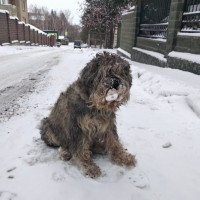Найдена собака, окрас серо-коричневый