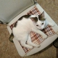 Найден кот, окрас бело-серый с черными полосами