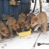 В добрые руки, щенки