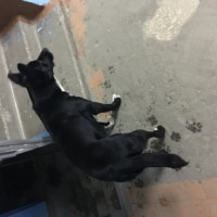 Найдена собака,окрас черный