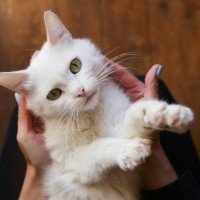 В добрые руки, кошка, окрас белый