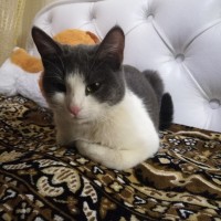 Найдена кошка, окрас дымчато-белый