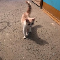Найден котёнок, окрас рыже-белый