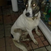 Найден пес, окрас белый с коричневыми пятнами, с ошейником