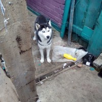 Найден пес, порода сибирской хаски, окрас черно-белый