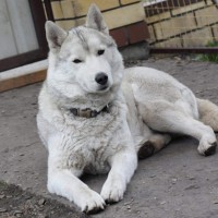 Пропали собаки, порода сибирский хаски, окрас серо-белый
