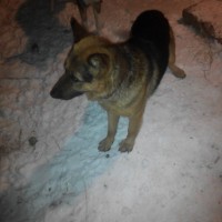 Найден пес, порода немецкая овчарка, окрас черно-коричневый