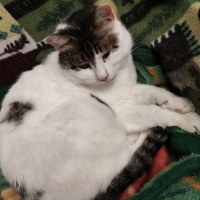 Потеряно:  кот кот