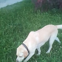 Найден пес, порода лабрадор, окрас бежево-белый