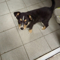 Найдено:  щенок собака