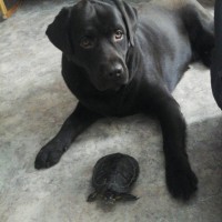 Пропала собака, окрас черный