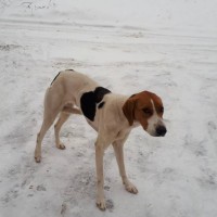 Найдена собака, порода русская пегая гончая