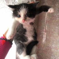 Отдам в добрые руки:  ) черно белая девочка белые сапожки